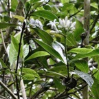Gaertnera vaginata  Losto café  rubiaceae.endémique  Réunion.jpeg