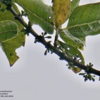 Geniostoma borbonicum  Bois de piment  bois de rat. ( rameau d'un individu très âgé ) loganiaceae endémique Réunion Maurice..jpeg