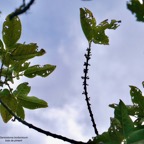 Geniostoma borbonicum  Bois de piment  bois de rat. ( rameaux d'un très vieil individu ) loganiaceae endémique Réunion Maurice..jpeg