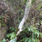 Geniostoma borbonicum  Bois de piment  bois de rat..( tronc d'un individu très âgé ) loganiaceae endémique Réunion Maurice..jpeg