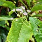 Psiadia laurifolia.bois de tabac.bois de chenilles .asteraceae.endémique Réunion. (1).jpeg