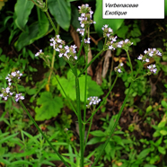 19- Verbena bonariensis.jpg