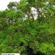 30- Ficus densifolia (2).jpg