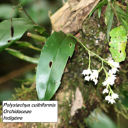 55- Orchidée (2).JPG