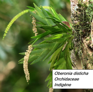 56- Oberonia disticha (1).JPG