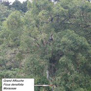 75- Ficus densifolia.JPG