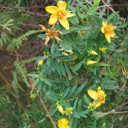 78- Fleur jaune (1).JPG