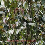 90- Bois de perroquet - Cordemoya integrifolia - Euphorbiacée - BM (1).jpg