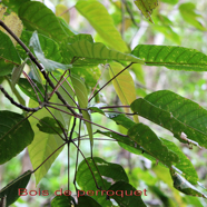90- Bois de perroquet - Cordemoya integrifolia - Euphorbiacée - BM (2).jpg