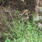 10. Verbena bonariensis - Verveine sauvage - Verbénacée - exo.jpeg