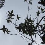 12. Geniostoma borbonicum - Bois de piment ou Bois de rat - Loganiaceae.jpeg