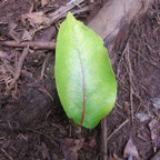 13. Feuille de Antidesma madagascariense - Bois de cabri (blanc) - Euphorbiaceae -    Madagascar. Comores. La Réunion. Maurice.jpeg