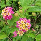 17. Fleurs de Lantana camara - Galabert ou Corbeille d'or - Verbenaceae.jpeg