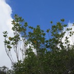 7. Geniostoma borbonicum - Bois de piment ou Bois de rat - Loganiaceae.jpeg