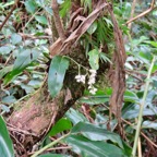 8. Polystachya cultriformis Orchidace ae Indigène La Réunion.jpeg