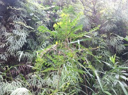 11 Bois de négresse, Phyllantus phyllireifolius  -1