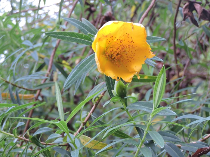 12 fleur jaune, Hypericum lanceolatum -1