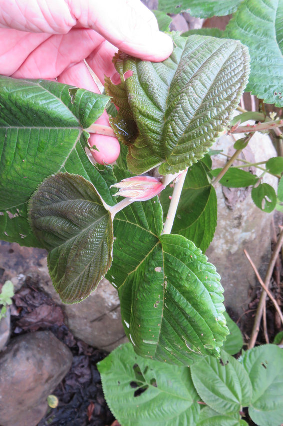 13 Stipules (rouges) de Boehmeria stipularis Wedd. -  Bois de source blanc  - Urticaceae - Mascar. (B, ?M), ?Madag.