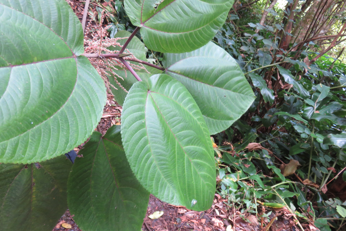 2 Stipules enserrant les jeunes feuilles à venir sur Boehmeria stipularis Wedd. -  Bois de source blanc  - Urticaceae - Mascar. (B, ?M), ?Madag.