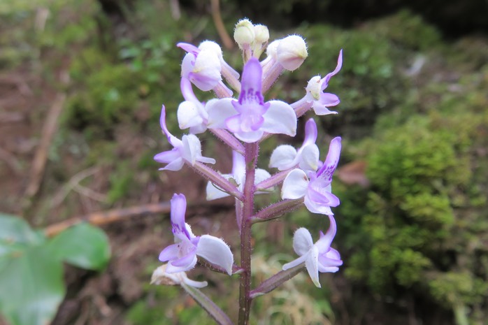 21 Cynorkis ridleyi - Ø - Orchidaceae - indigène Réunion