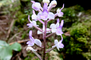 22 Cynorkis ridleyi - Ø - Orchidaceae - indigène Réunion