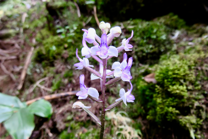 23 Cynorkis ridleyi - Ø - Orchidaceae - indigène Réunion