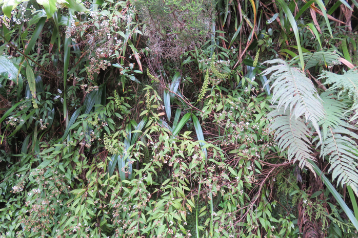24 Benthamia latifolia - Ø - Orchidaceae -endémique La Réunion et île Maurice.