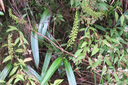 25 Benthamia latifolia - Ø - Orchidaceae -endémique La Réunion et île Maurice.
