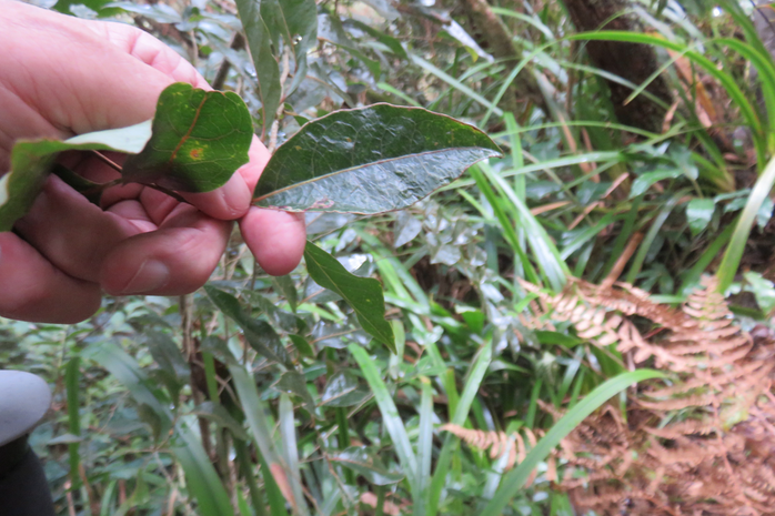 4 Homalium paniculatum - Corce blanc - Salicacée - endémique de la Réunion