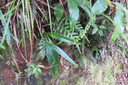 5 Benthamia latifolia - Ø - Orchidaceae -endémique La Réunion et île Maurice.