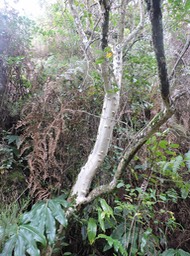 5 Tronc de vieux bois de piment, Nuxia verticillata 