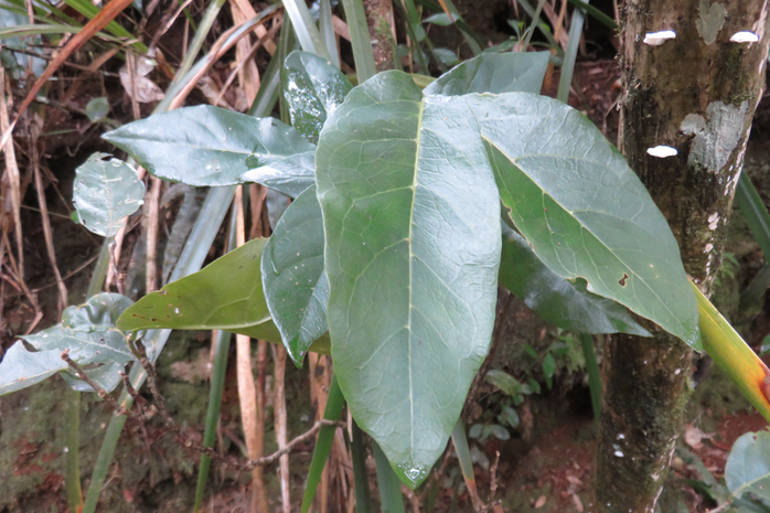 6 Antidesma madagascariense - Bois de cabri (blanc) - Euphorbiaceae -    Madagascar. Comores. La Réuion. Maurice
