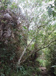 6 Vieux bois de piment, Nuxia verticillata  