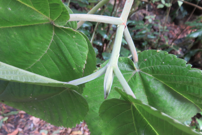 7 Stipules de Boehmeria stipularis Wedd. -  Bois de source blanc  - Urticaceae - Mascar. (B, ?M), ?Madag.