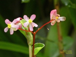  Begonia cucullata .bégonia coeur de Jésus . begoniaceae. espèce envahissante .P1640525