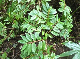Begonia foliosa .? begoniaceae. espèce invvasive .P1640467