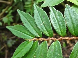 Begonia foliosa  ?.begoniaceae .espèce invasive .P1640469