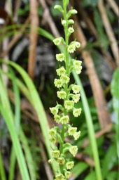 Benthamia latifolia - ORCHIDOIDEAE - Indigène Réunion