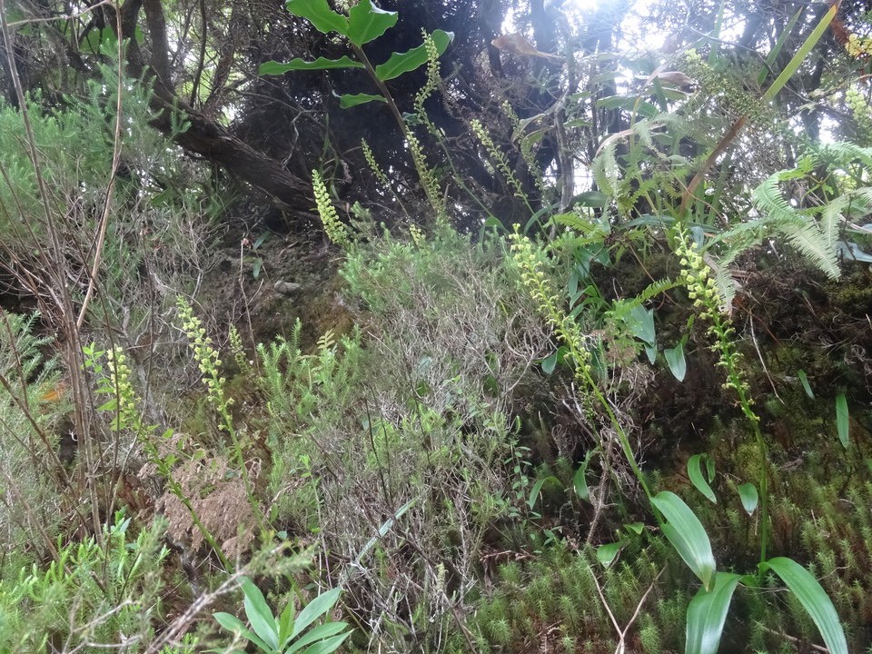 Benthamia latifolia batifolant