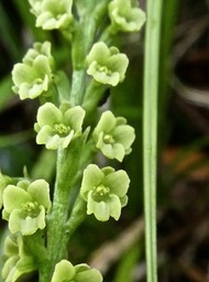 Benthamia latifolia ;orchidaceae . indigène Réunion P1640291