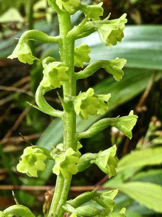 Benyhamia latifolia .orchidaceae .indigène Réunion ;P1640516