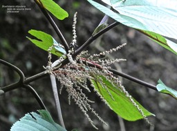 Boehmeria stipularis . bois de source blanc . urticaceae .endémique Réunion P1640254