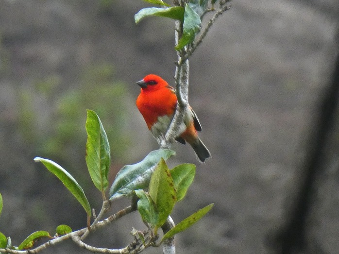Cardinal . Foudi de Madagascar.Foudia madagascariensis.P1640679