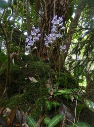 Cynorkis Ridleyi . Cynorkis variegata .orchidaceae . endémique Réunion P1640268
