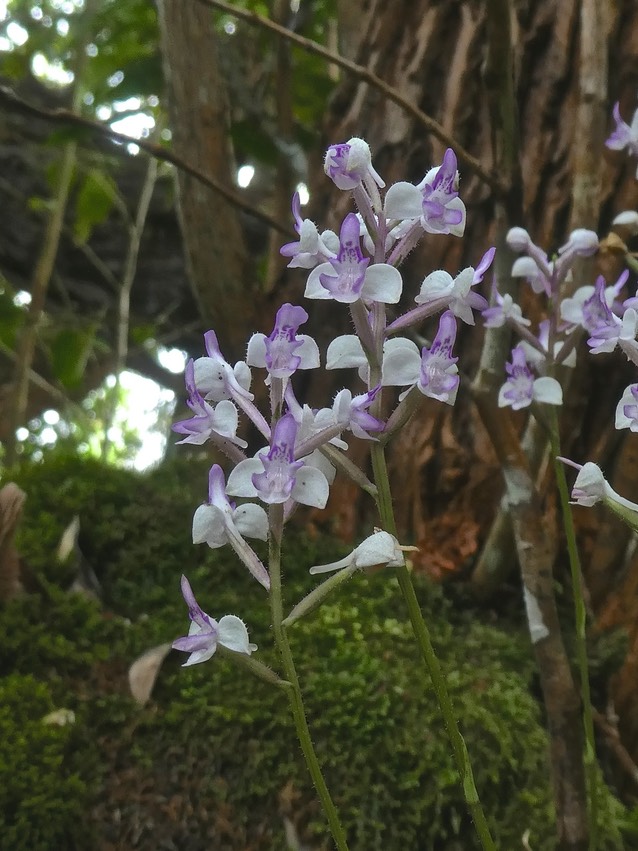 Cynorkis variegata . Cynorkis Ridleyi . orchidaceae . endémique Réunion .P1640269