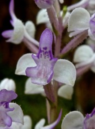 Cynorkis variegata .Cynorkis Ridleyi .orchidaceae .endémique Réunion .P1640285
