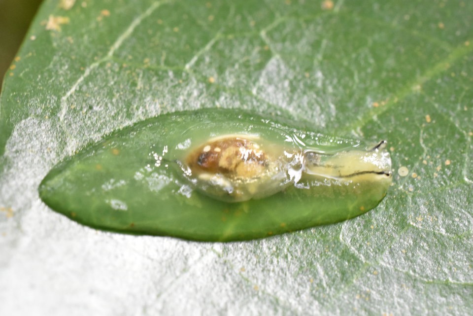 Hyalimax maillardi -  SUCCINEIDAE - mollusque endémique de la Réunion