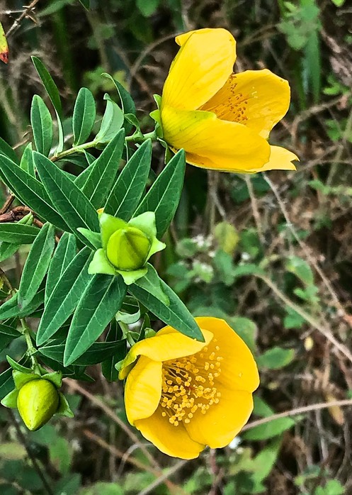 Hypericum lanceolatum subsp lanceolatum .fleur jaune des bas.hypericaceae.indigène Réunion .IMG_9039