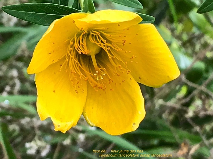 Hypericum lanceolatum subsp lanceolatum .fleur jaune des bas. hypericaceae. indigène Réunion .IMG_9041