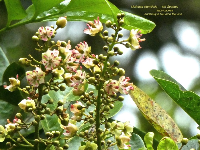 Molinaea alternfolia . tan Georges . sapindaceae . endémique Réunion Maurice P1640634